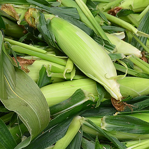 Seeds - Corn
