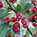 Flowering & Ornamental Fruiting Trees