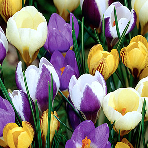 Crocus Bulbs