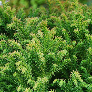 Cryptomeria