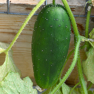 Seeds - Cucumber