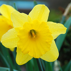 Daffodil Bulbs