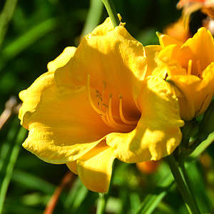 Daylilies