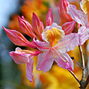 Deciduous Azalea