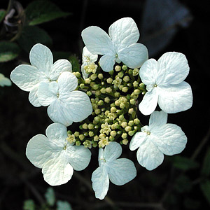 Deciduous Viburnum