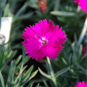 Dianthus