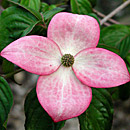 Dogwood Trees