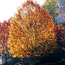 Deciduous Trees