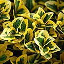 Euonymus