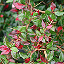 Evergreen Barberry