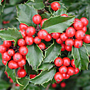 Evergreen Holly