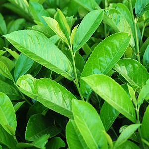 Evergreen Shrubs