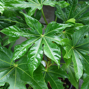 Fatsia