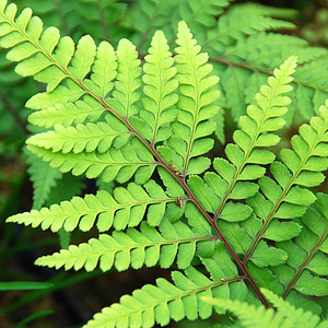 Hardy Ferns