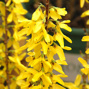 Forsythia