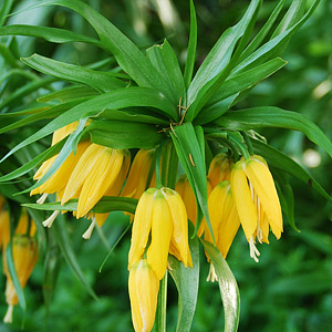 Fritillaria Bulbs