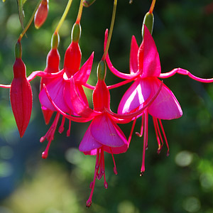 Fuchsia