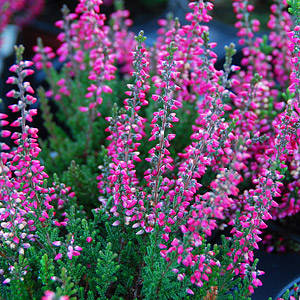 Spring & Summer Heather