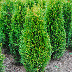 Hedging Cedars