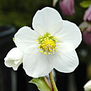 Hellebores