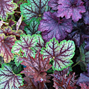 Heuchera