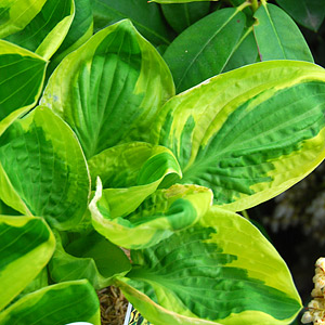 Hosta