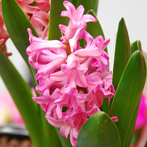 Hyacinth Bulbs