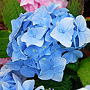 Hydrangea