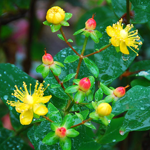 Hypericum