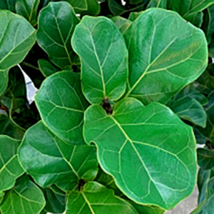 Indoor Plants