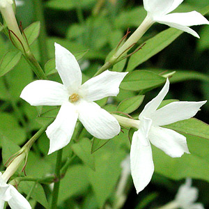 Jasmine