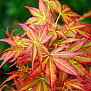 Japanese Maples