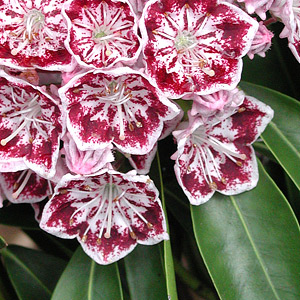 Mountain Laurel