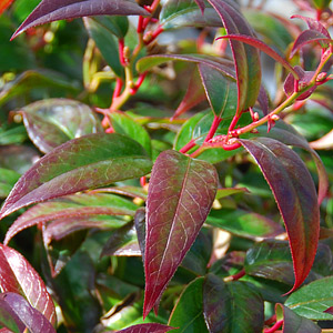 Leucothoe