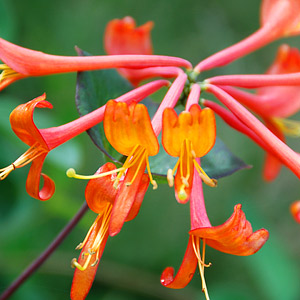 Honeysuckle Shrubs