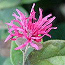 Loropetalum