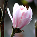 Magnolia Trees