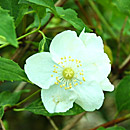 Mock Orange