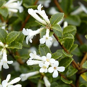 Osmanthus