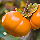 Persimmon Trees