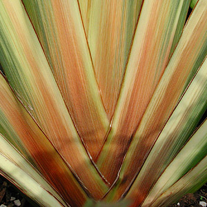 New Zealand Flax