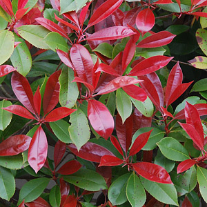 Photinia