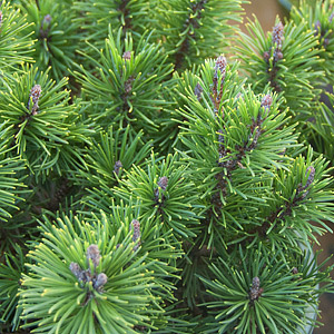 Pine