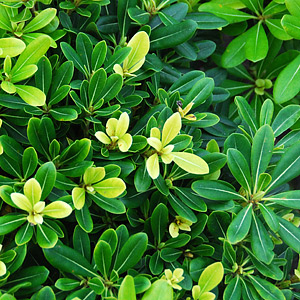 Pittosporum