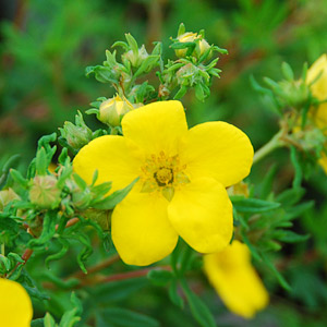 Potentilla