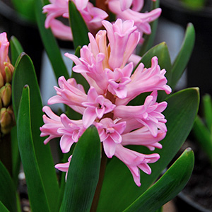 Prepared Hyacinth Bulbs