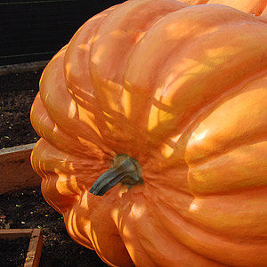 Seeds - Gourds and Pumpkins