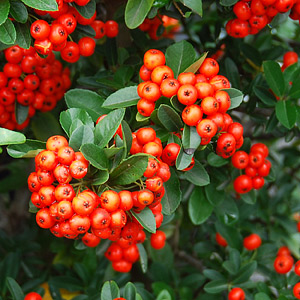 Pyracantha