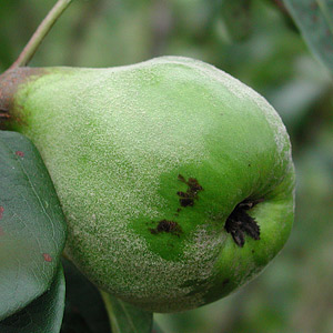 Quince Trees