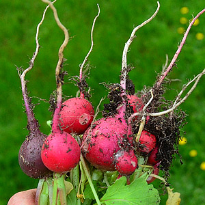 Seeds - Radish